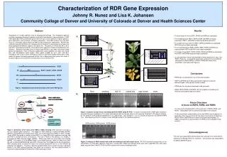 Characterization of RDR Gene Expression Johnny R. Nunez and Lisa K. Johansen