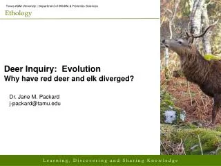 Deer Inquiry: Evolution Why have red deer and elk diverged?