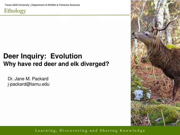 deer inquiry evolution why have red deer and elk diverged
