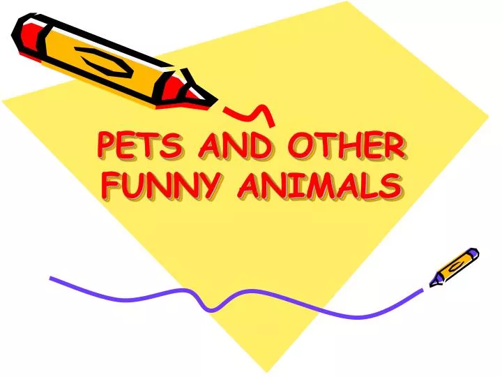 pets and other funny animals