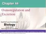 Maintaining Water Balance: Animal Osmoregulation & Excretion - slide 1
