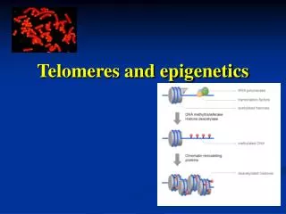 Telomeres and epigenetics