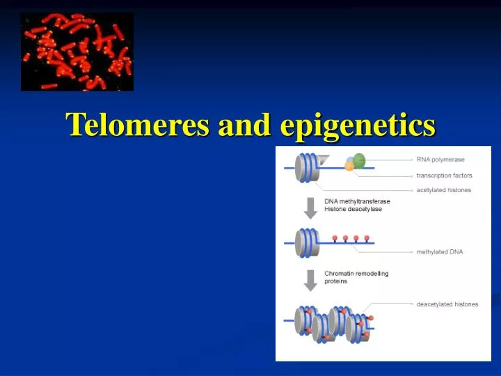 telomeres and epigenetics