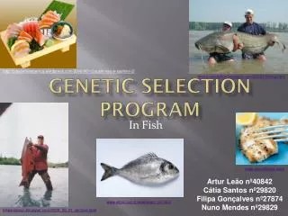 Genetic Selection Program