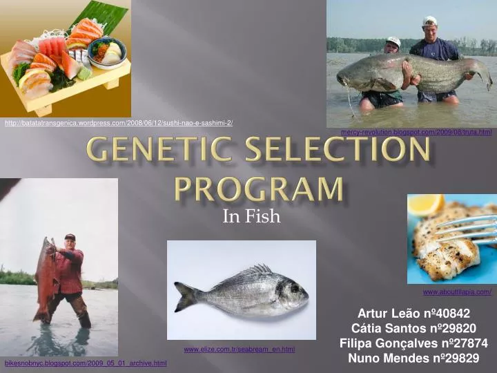 genetic selection program