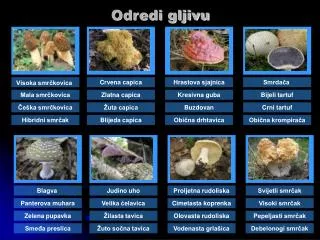 odredi gljivu