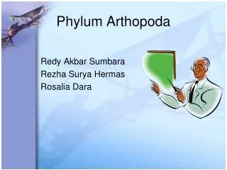 phylum arthopoda