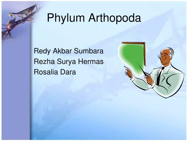phylum arthopoda