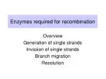 Enzymes required for recombination - slide 1