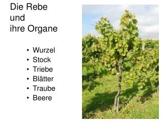 die rebe und ihre organe
