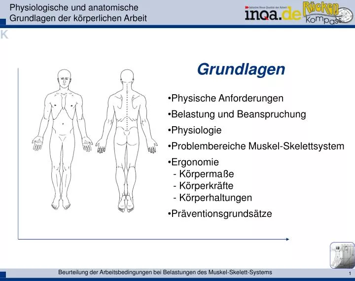 physiologische und anatomische grundlagen der k rperlichen arbeit