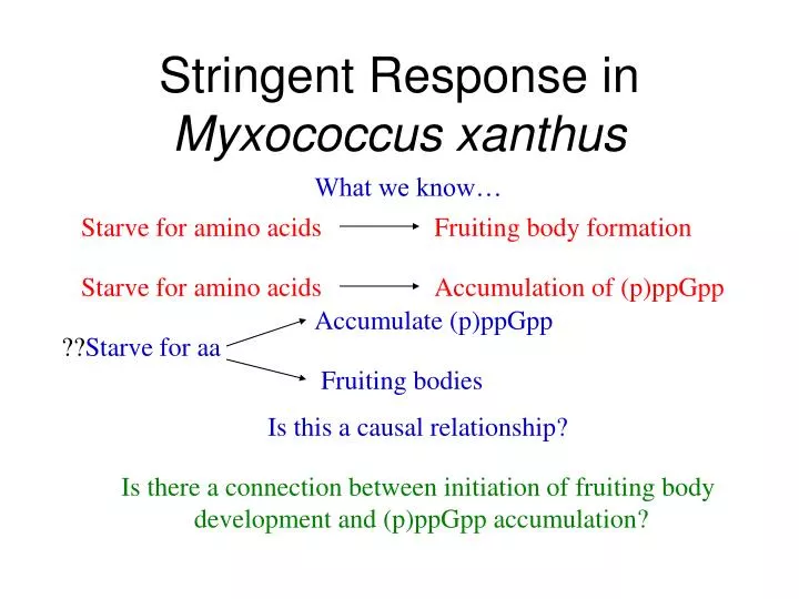 stringent response in myxococcus xanthus