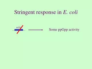 Stringent response in E. coli