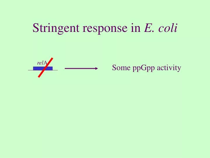 stringent response in e coli