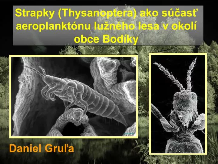 strapky thysanoptera ako s as aeroplankt nu lu n ho lesa v okol obce bod ky