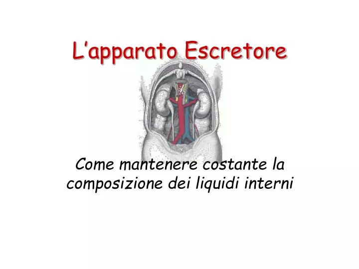 l apparato escretore