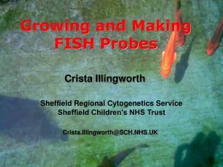 Growing and Making FISH Probes