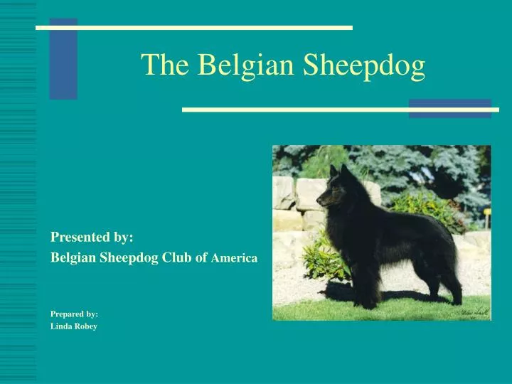 the belgian sheepdog