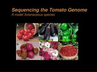 Sequencing the Tomato Genome A model Solanaceous species