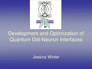 Development and Optimization of Quantum Dot-Neuron Interfaces