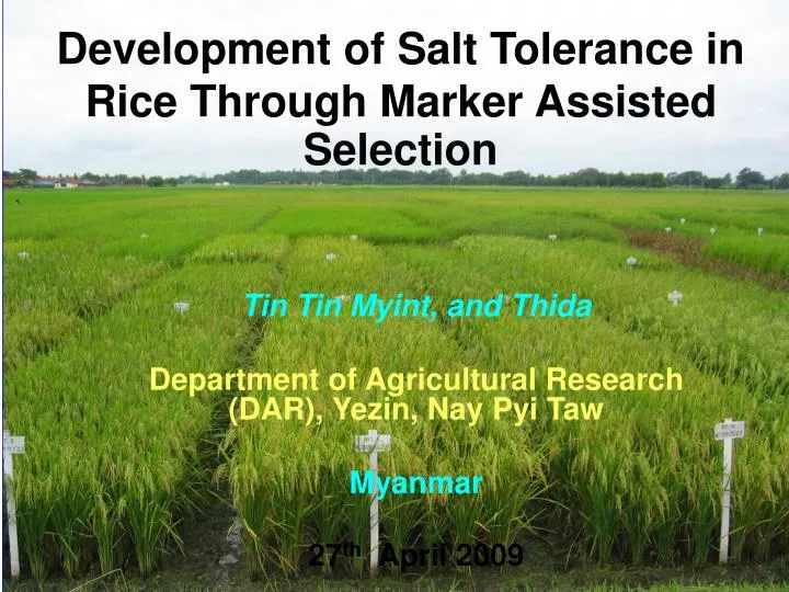 development of salt tolerance in rice through marker assisted selection