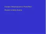 Morphodynamics of the Blaubach Landslide: Insights from Panta Rhei (1962-1999) - slide 1