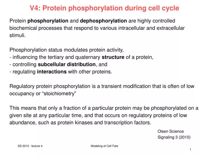 v4 protein phosphorylation during cell cycle