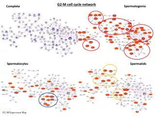 G2-M cell cycle network