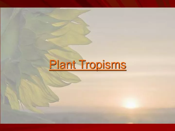 plant tropisms
