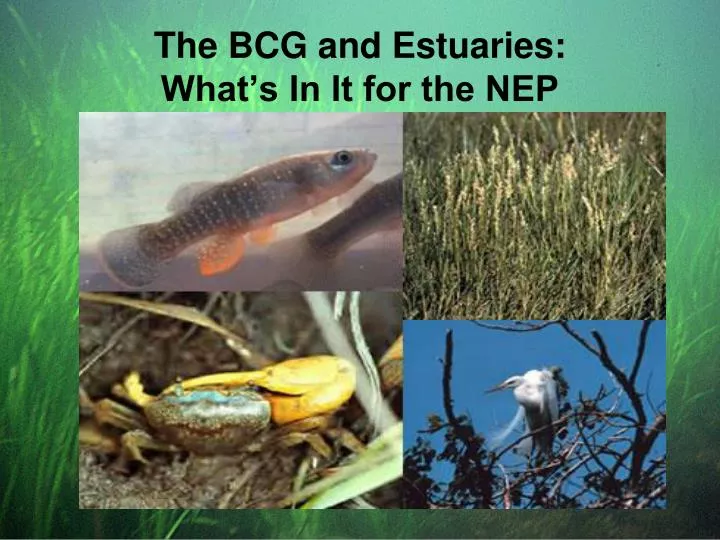 the bcg and estuaries what s in it for the nep