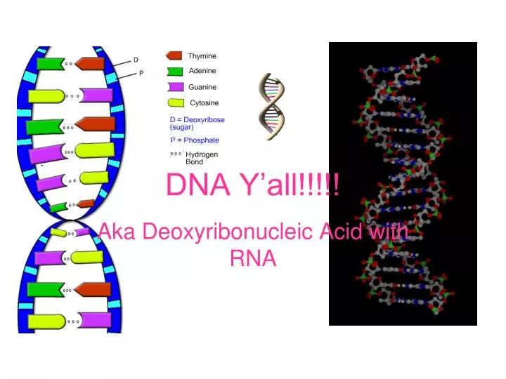 dna y all