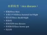 水稻病害（ rice diseases ） - slide 1