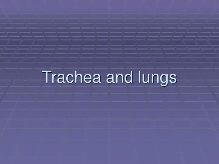 trachea and lungs