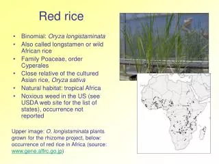 Red rice