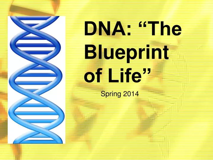 dna the blueprint of life