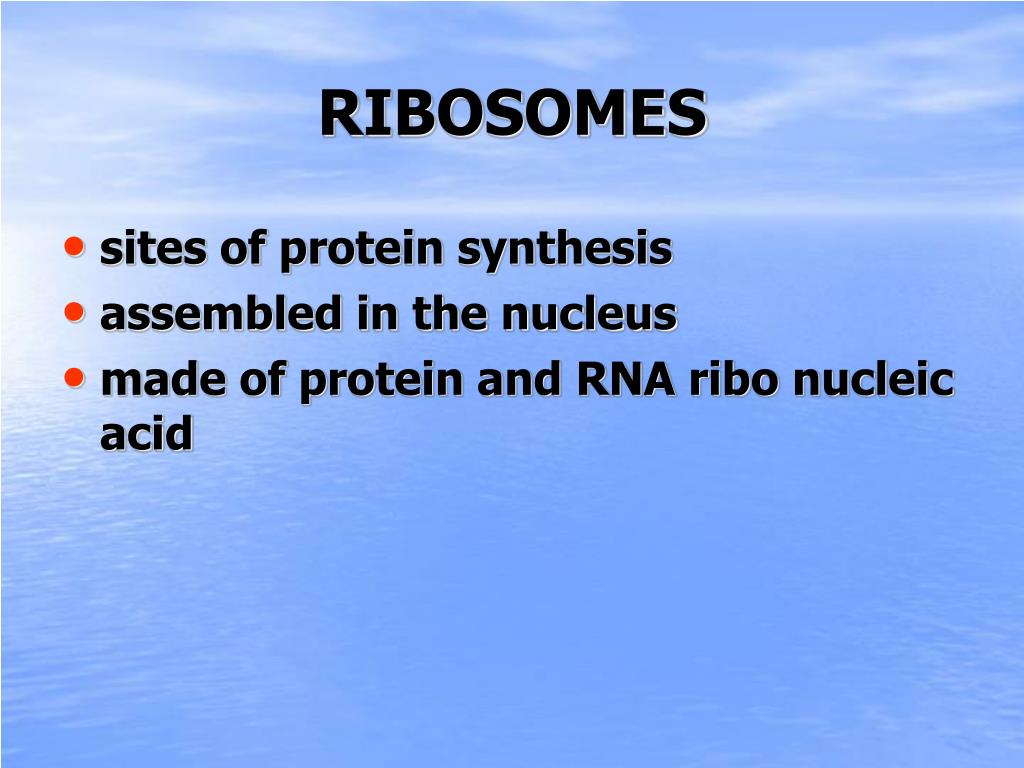 PPT - RIBOSOMES PowerPoint Presentation, free download - ID:4780282