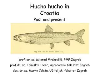 Hucho hucho in Croatia Past and present