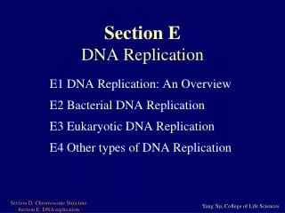 Section E DNA Replication