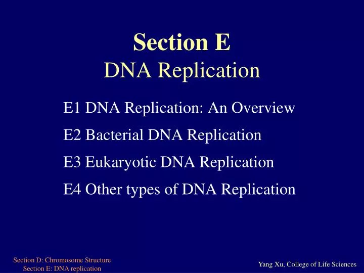 section e dna replication