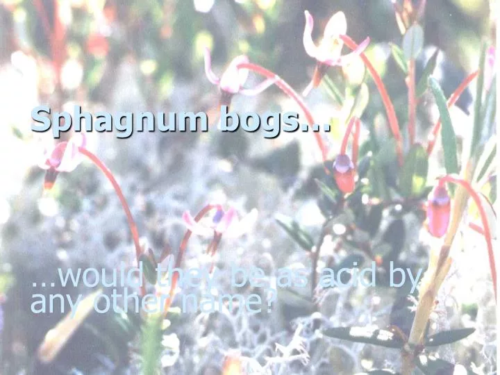 sphagnum bogs would they be as acid by any other name