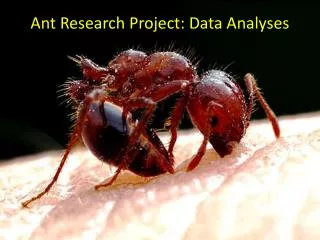 Ant Research Project: Data Analyses