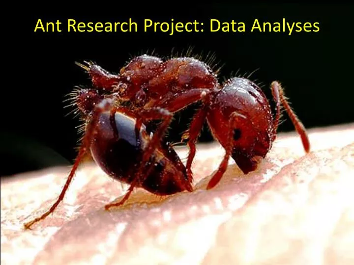 ant research project data analyses