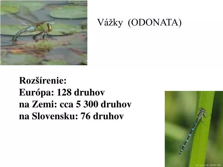 odonata v v ky roz renie eur pa 128 druhov na zemi cca 5 300 druhov na slovensku 76 druhov