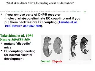 What is evidence that EC coupling works as described?