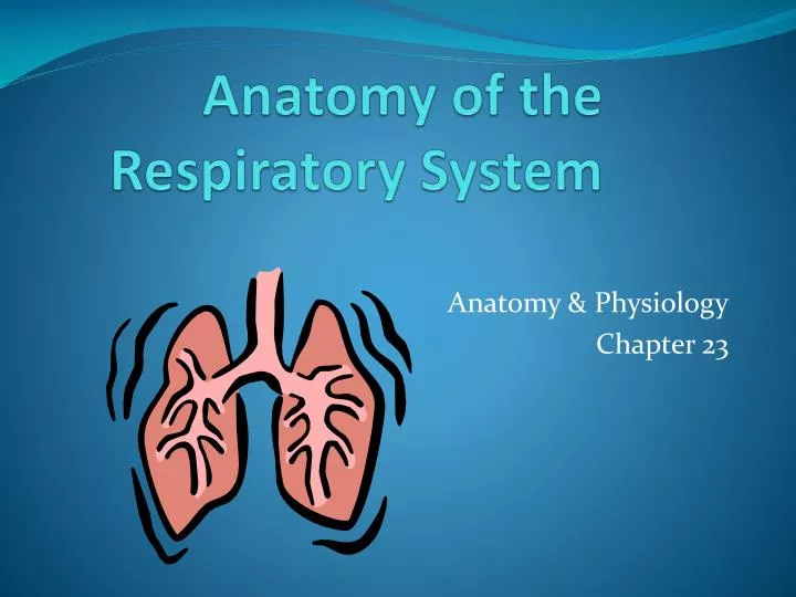 anatomy of the respiratory system