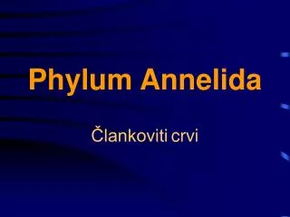 phylum annelida