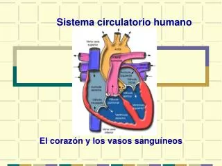 sistema circulatorio humano
