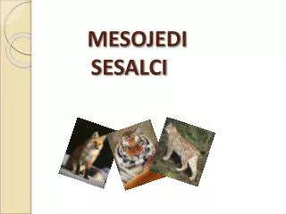 mesojedi sesalci