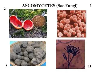 ASCOMYCETES (Sac Fungi)