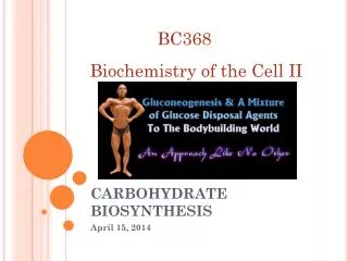 CARBOHYDRATE BIOSYNTHESIS